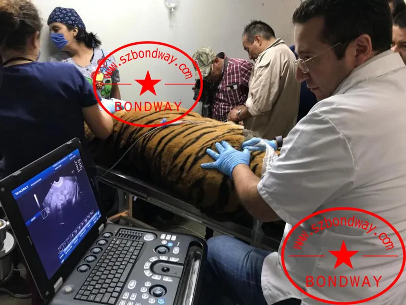Digital Veterinary Ultrasound Color Doppler with Rechargeable Battery, Equine, Bovine, Canine, Feline, Canine, Ovine, etc