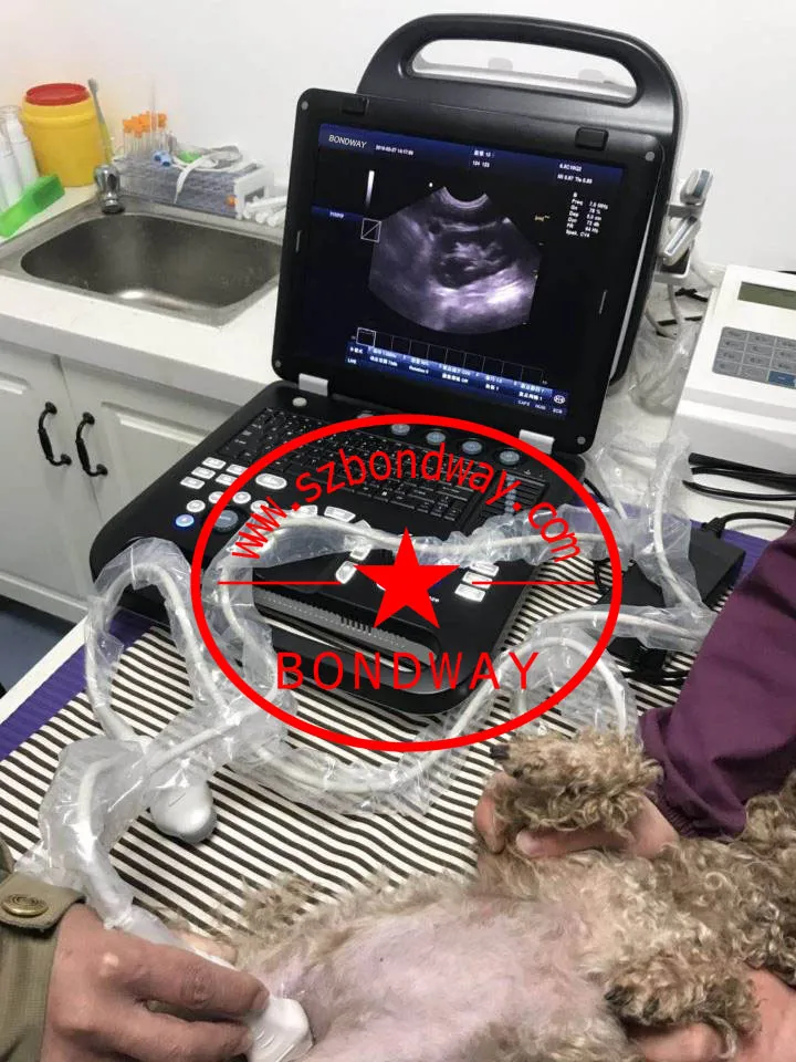 Digital Veterinary Ultrasound Color Doppler with Rechargeable Battery, Equine, Bovine, Canine, Feline, Canine, Ovine, etc